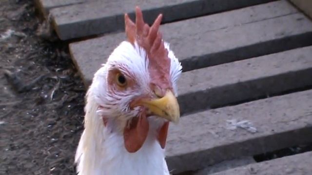 Линька у кур Куры линяют Яйценоскость во время линьки