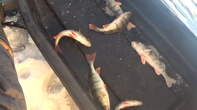 Открытие зимнего сезона на Ладоге, Чёрное. Зимняя рыбалка. Окунь. На мормышку! смотреть онлайн