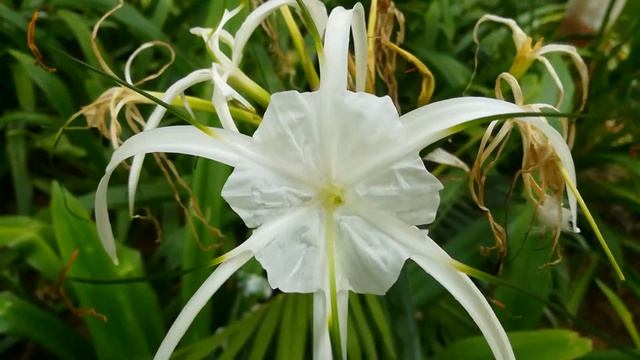 White Beach Spider Lily Flowers Bushes | White Beautiful Flowers | Hymenocallis littoralis смотреть онлайн