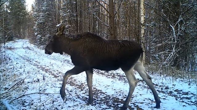 Лосиха с лосёнком 2017 смотреть онлайн