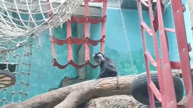 Московский зоопарк #1 смотреть онлайн