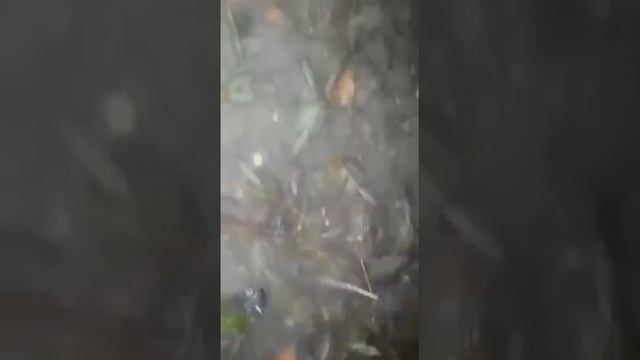 Что это такое?????? Зубчатая многоножка.... смотреть онлайн