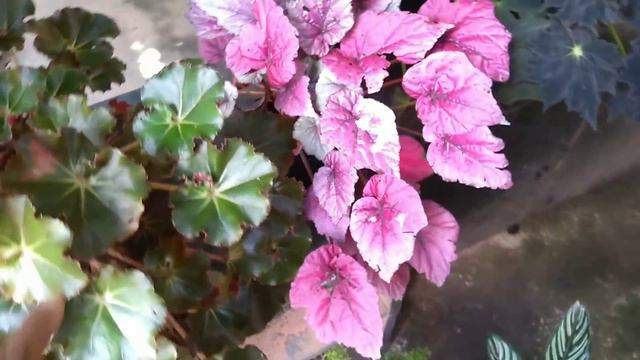 #minhas Outras #plantas #passeio#flores e #folhagens.. смотреть онлайн