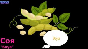 ОВОЩИ на испанском языке / Las VERDURAS en Ruso