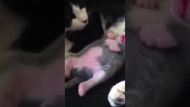 спящий котенок# смешные кошки смотреть онлайн