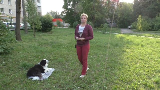 Как научить собаку команде место. Дрессировка собак команда место. Команда место для собаки. смотреть онлайн