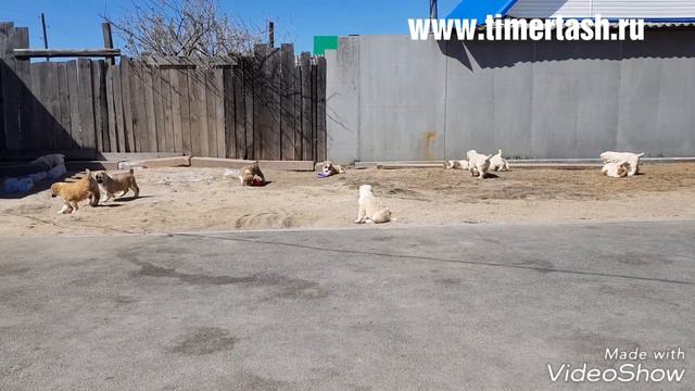 Пометы Х и Ц сезона 2018. Есть свободные щенки, информация на сайте www.timertash.ru смотреть онлайн