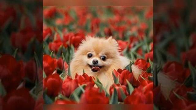 Самые милые картинки шпицов[можно использовать как аву] смотреть онлайн