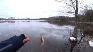 Ловля окуня ранней весной на микроджиг | Нашёл крупного окуня | Давно не ловил таких окуней!