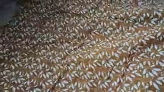 Пеленки из муслина (распаковка) смотреть онлайн