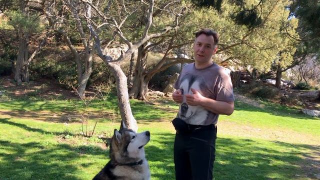 Аляскинский маламут команды смотреть онлайн