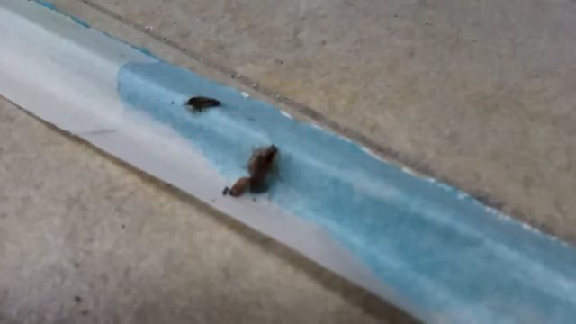 Ловушка для таракана смотреть онлайн