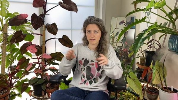 Philodendron Pink Princess - Where did it come from?