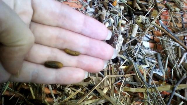 Как отличить пол морской свинки по помету смотреть онлайн