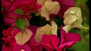 LG DVD Karaoke BGV (Part 2)(2004)