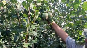 Груша Мраморная обзор сорта