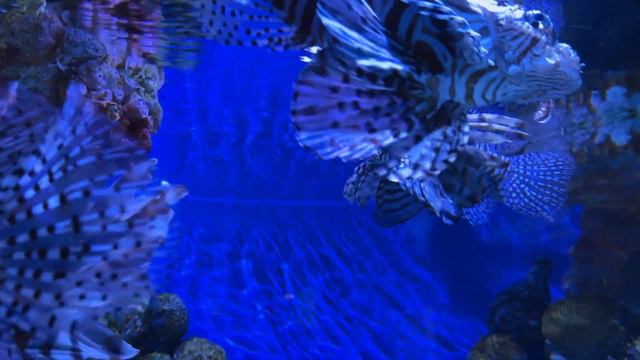 New England Aquarium Tour in Boston (Giant Ocean Tank, Penguins, Sea Lions & More) смотреть онлайн