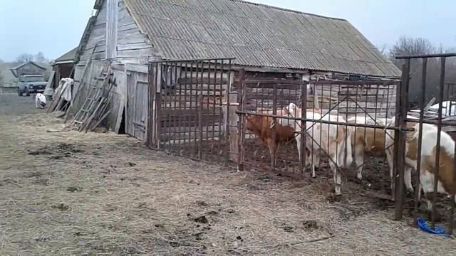 Делаю загон и навес смотреть онлайн