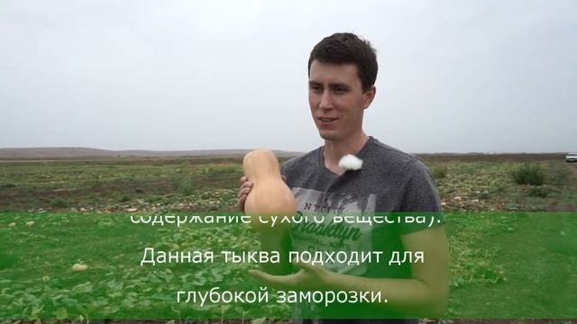 Тыквы Баттер Он F1. Юг-Агро. Soto Seeds. Часть 3 смотреть онлайн