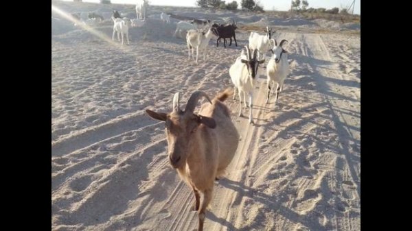 ПЕСЕНКА идет КОЗА рогатая ПОТЕШКА.mp4