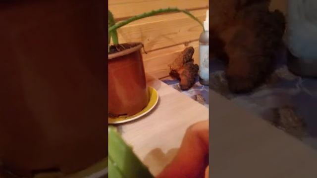 Натуральная косметика для лица и волос. Гриб Чага берёзовая и Алое Вера. Рецепт. ФитоДар. смотреть онлайн