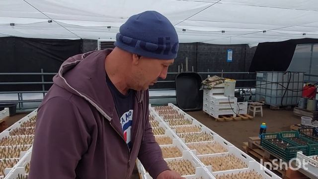 Выгонка тюльпана на 8 марта 5-ый день смотреть онлайн