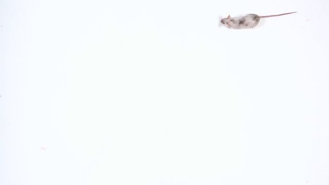 CAT GAMES - Catch the REAL MOUSE ?? 4K [Cats TV] ? 3 Hours смотреть онлайн