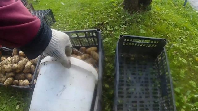 Урожай картошки 2020. Сбор урожая на даче - сливы, кабачки, помидоры, огурцы. смотреть онлайн