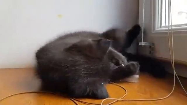 Очаровательные котята ищут дом и добрых хозяев! смотреть онлайн