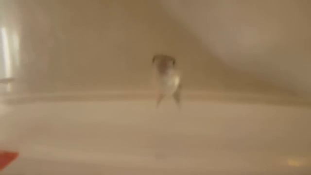 Роды гуппи смотреть онлайн