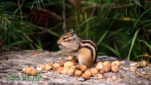 Лесные жители санатория "Кедр" г. Саянск бурундук смотреть онлайн