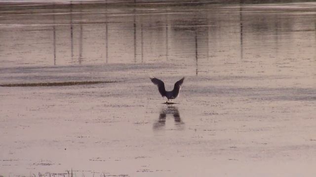 21_05_2019_НА ПРУДУ.mp4 смотреть онлайн