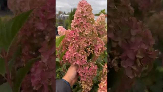 Гортензия метельчатая Фрейз Мельба с90л от ПИТОМНИК-ГОРТЕНЗИЙ.РФ ☎️8-926-645-46-99 смотреть онлайн