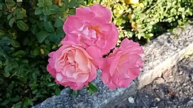 Прекрасные розы и плоды о которых мало кто знает смотреть онлайн