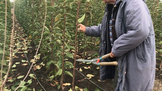Питомник Маценко - Преимущество формировки черешни прямо в питомнике Ч.2 смотреть онлайн