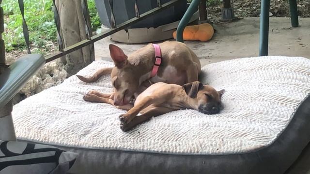 Mange Crew! Brielle gives Sass a bath! TracysPaws Last day to nominate! смотреть онлайн