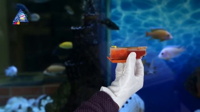 Что лучше: СНПЧ или картриджи? смотреть онлайн