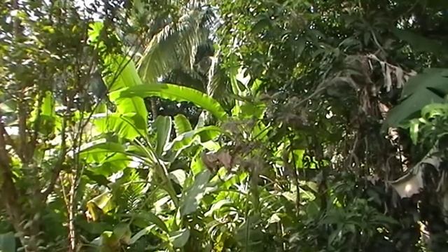 panasonic sdr-s71 camcorder tested at day light . sdr-s71 review смотреть онлайн