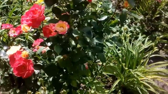 Роза New Star флорибунда июль 2017 # мой сад # розы смотреть онлайн