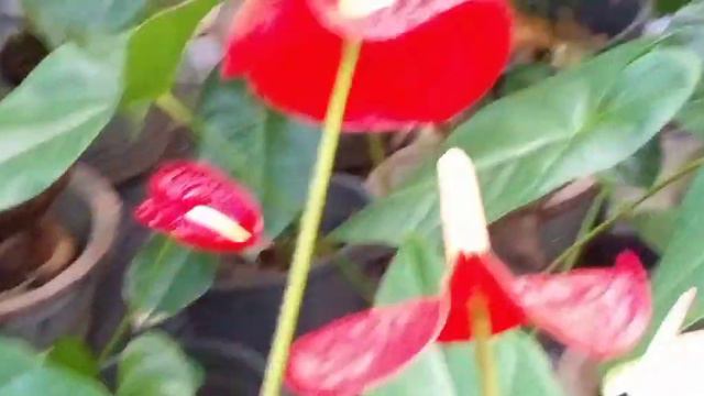 ඇන්තූරියම් වගාවට රජයෙන් ආධාර ...2022...ඉන්දු ෆ්ලවර්ස් .grow to anthurium from government funds 2022 смотреть онлайн