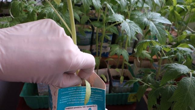 Подготовка к высадке ТОМАТОВ (34. 23.04.16) смотреть онлайн