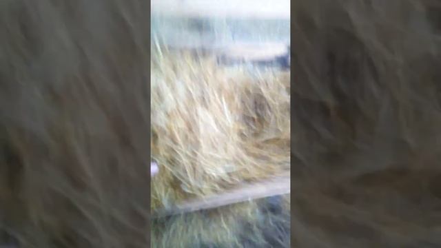 Восми месячные телки породы Абердин ангус в крыму смотреть онлайн