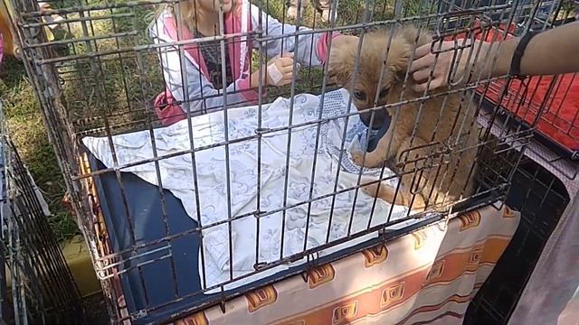 Бездомные котята щенки кошки собаки Приют для бездомных животных видео Канал про домашних животны смотреть онлайн