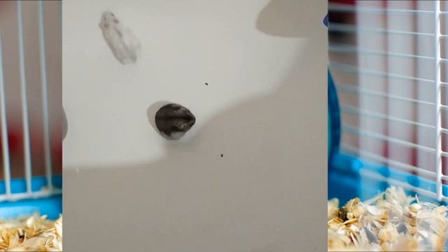 До конца! Хомяки слиплись во время спаривания смотреть онлайн