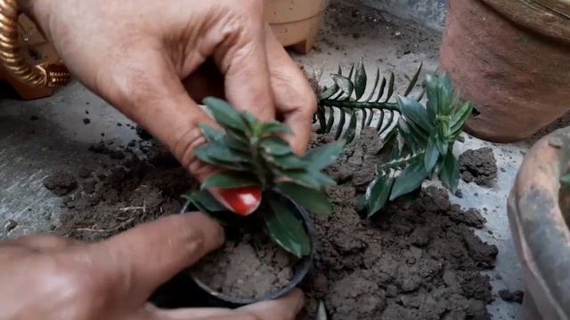 Pedilanthus Tithymaloides|| devil's backbone|| grow and care tips... 18/11/2019 смотреть онлайн