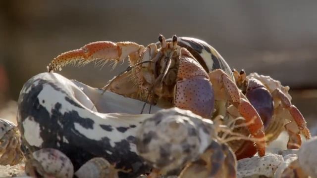 Раки-отшельники меняют своё жилище смотреть онлайн