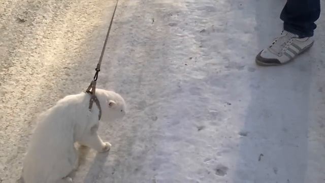 Кошка-инвалид) смотреть онлайн