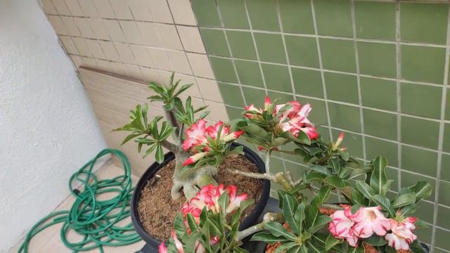 🌺 Plantas do Brasil e do mundo - Alan Peixe de volta ? смотреть онлайн
