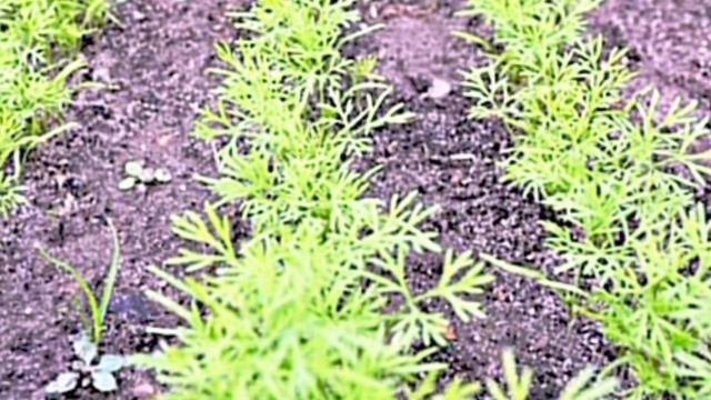Когда сажать семена моркови? ?Обработка семян. смотреть онлайн