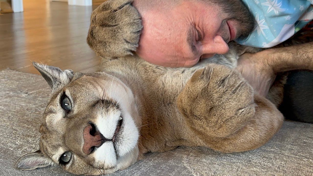 Какая невероятная пума! Пума Месси любит обниматься, ворчать и массаж смотреть онлайн